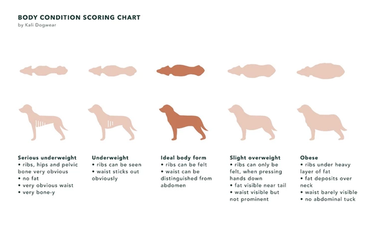 Is my dog overweight? And how can my dog lose weight?