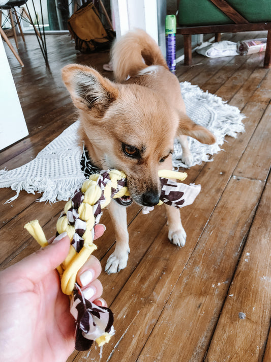 6 Tips how to integrate a rescue dog into your household and make them feel at home