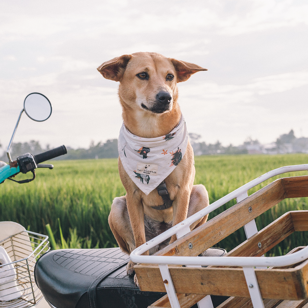 Bandana "Die Bali-Hunde"
